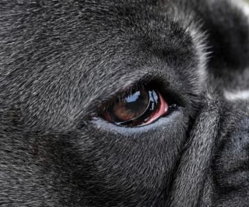Understanding Dog Excessive Eye Discharge and Red Eyes: Causes and Solutions