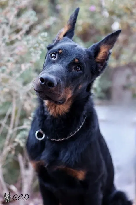 SOCAL Veterinary Hospital 1