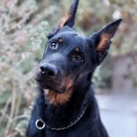 SOCAL Veterinary Hospital ico