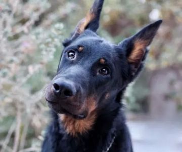SOCAL Veterinary Hospital