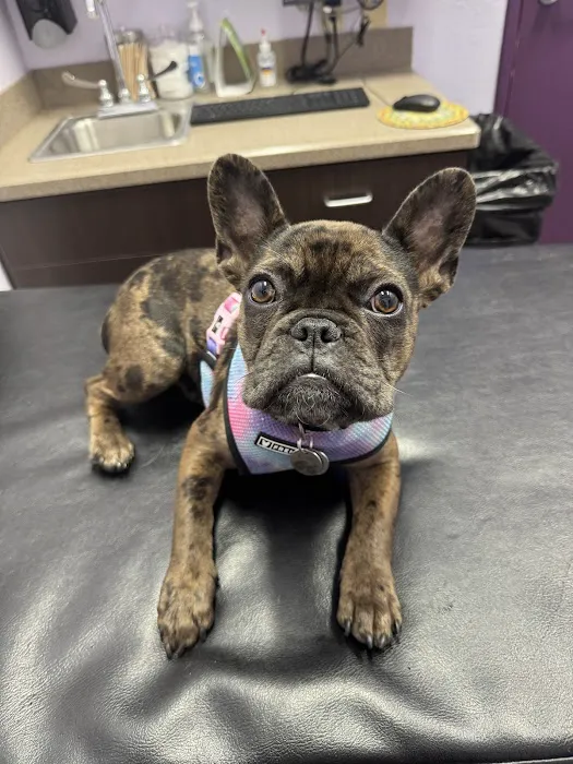 SOCAL Veterinary Hospital 5