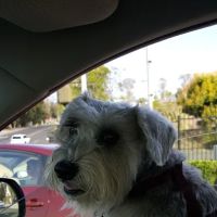 Palomar Animal Hospital Mark Handel DVM ico