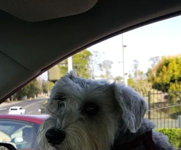 Palomar Animal Hospital Mark Handel DVM