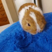 Palomar Animal Hospital ico