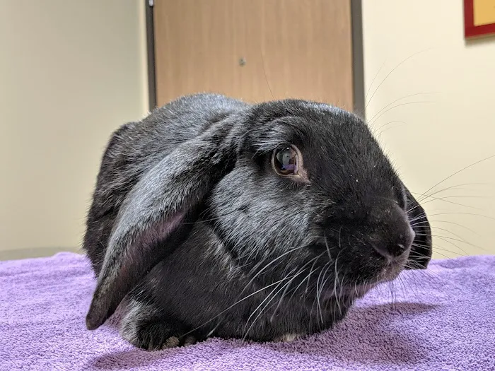 Palomar Animal Hospital 10