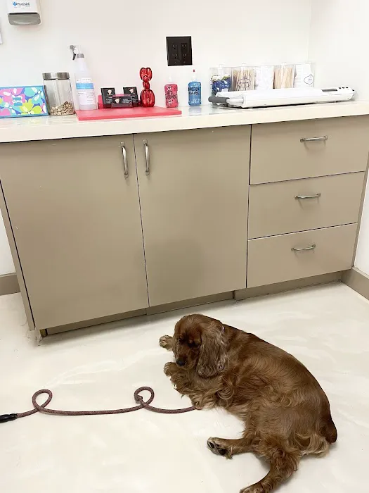 Freddie's Place Animal Hospital & Urgent Care 3