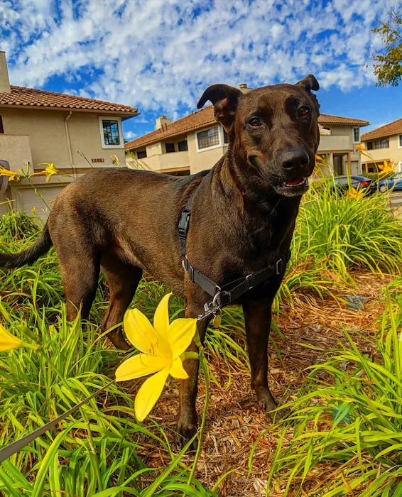 Shadowridge Veterinary Hospital & Creature Comforts Pet Hotel in Vista 10