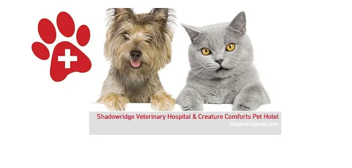 Shadowridge Veterinary Hospital & Creature Comforts Pet Hotel in Vista 9