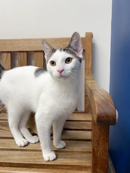 Shadowridge Veterinary Hospital & Creature Comforts Pet Hotel in Vista 5