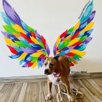 Shadowridge Veterinary Hospital ico