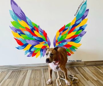 Shadowridge Veterinary Hospital