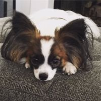 Melrose Veterinary Hospital ico
