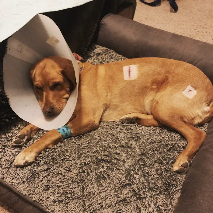 Melrose Veterinary Hospital 9