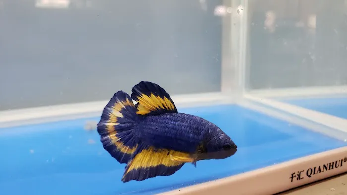 Lifegard Aquatics 3