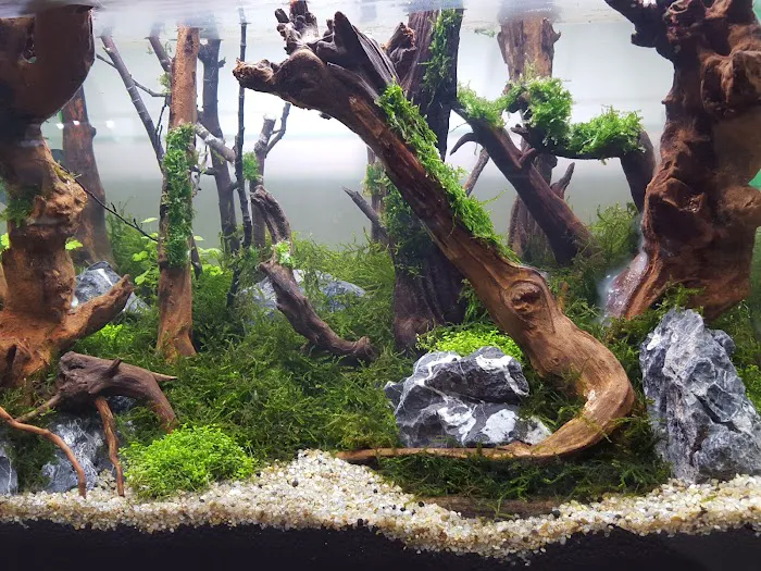 Lifegard Aquatics 5