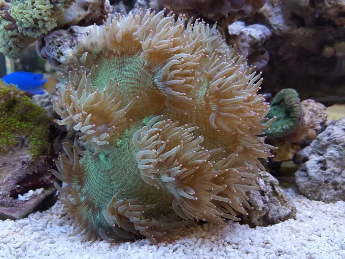 Lifegard Aquatics 1