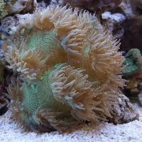 Lifegard Aquatics ico