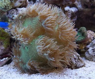 Lifegard Aquatics