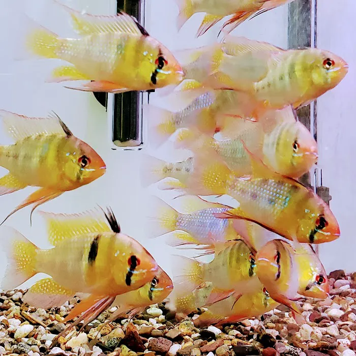 Lifegard Aquatics 8