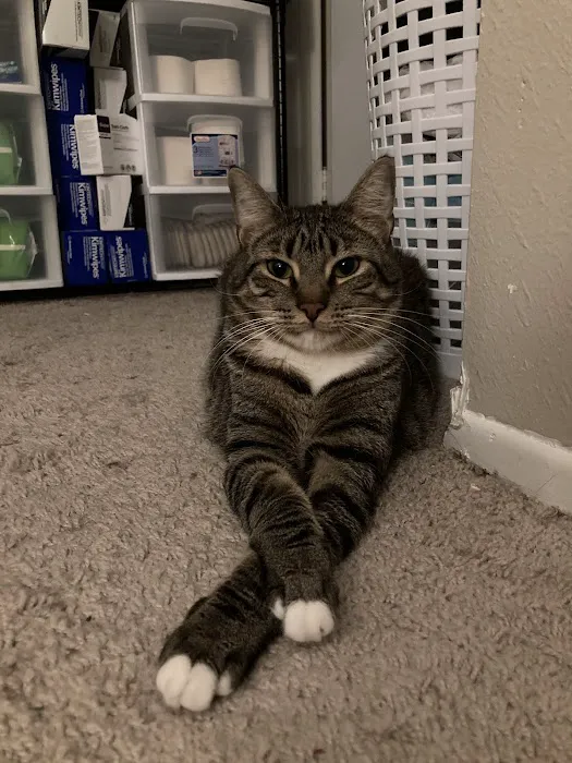 Shots For Pets 7
