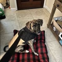 ABC Veterinary Hospital ico