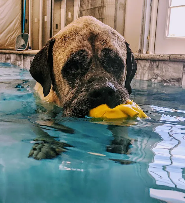 Tsavo's Canine Rehabilitation in San Diego County 9