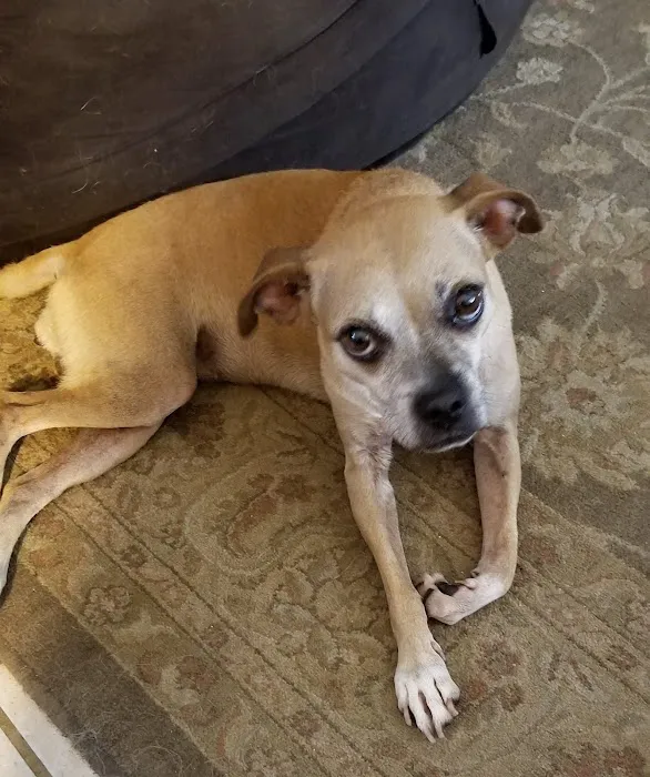 Tsavo's Canine Rehabilitation in San Diego County 4