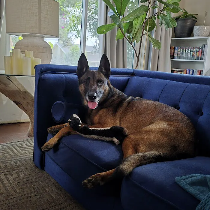 Tsavo's Canine Rehabilitation in San Diego County 5