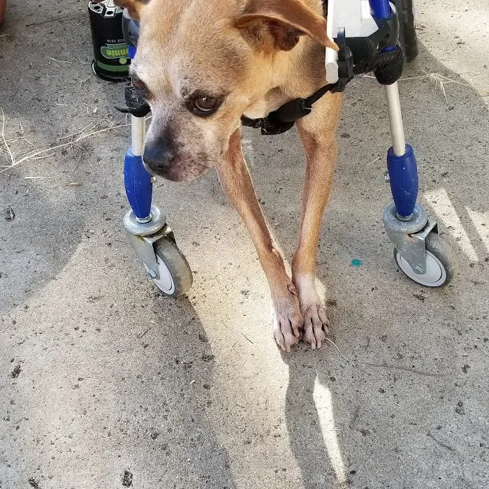 Tsavo's Canine Rehabilitation in San Diego County 10