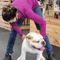 Tsavo's Canine Rehabilitation in San Diego County ico