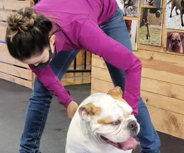Tsavo's Canine Rehabilitation in San Diego County
