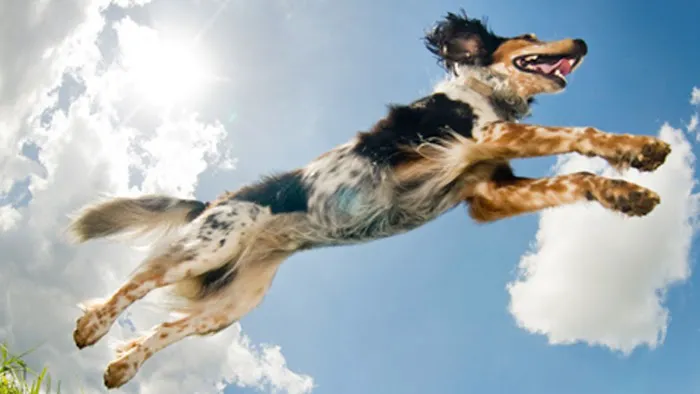 VCA Acacia Animal Hospital and Pet Resort 9