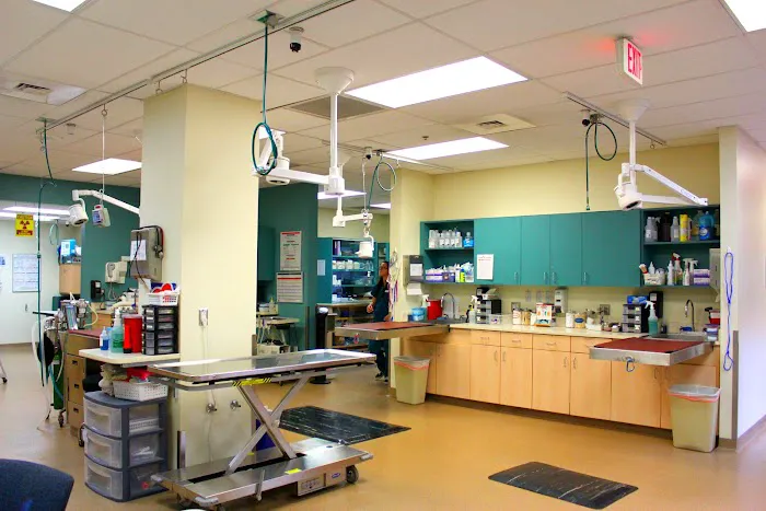 VCA Acacia Animal Hospital and Pet Resort 10