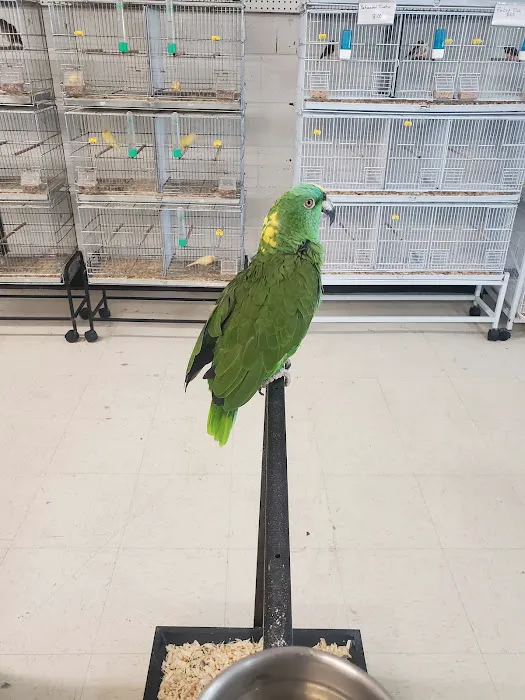 Exotic Birds Shop 2