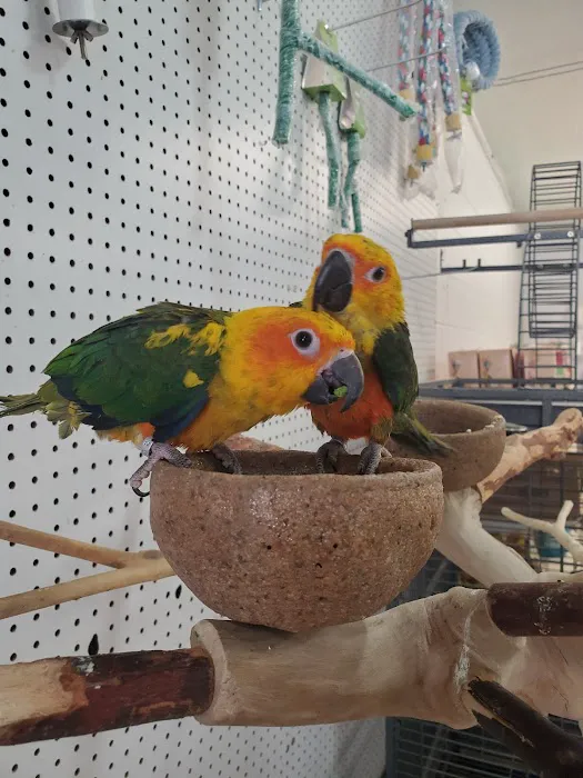Exotic Birds Shop 7