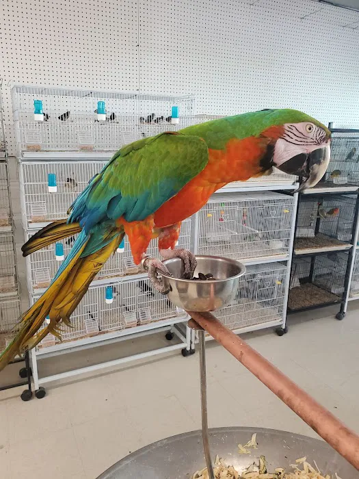 Exotic Birds Shop 10