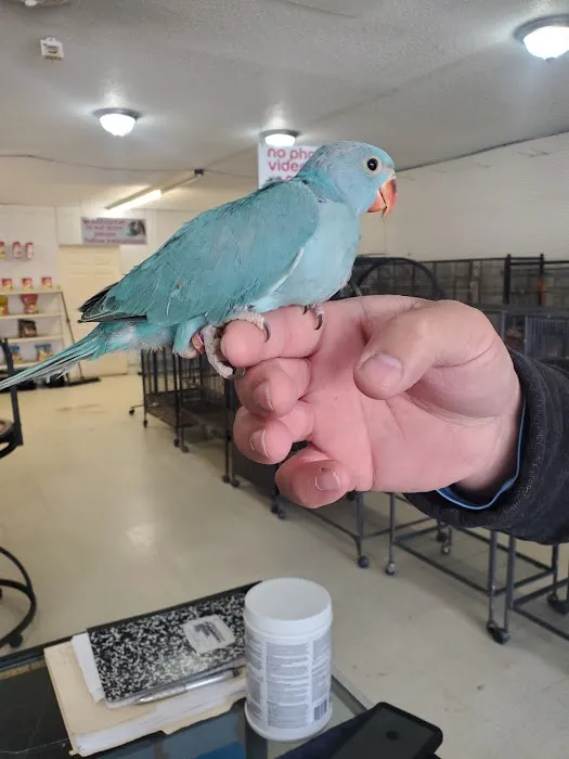 Exotic Birds Shop 3