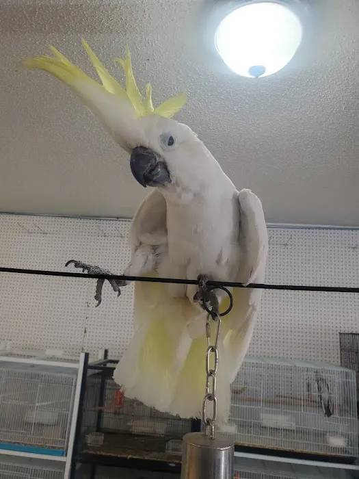 Exotic Birds Shop 8