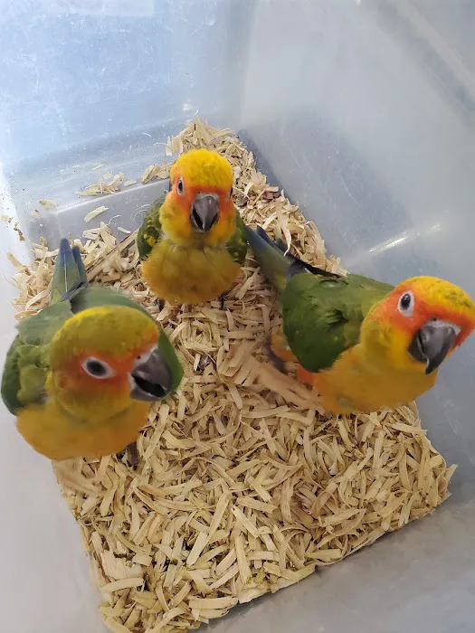 Exotic Birds Shop 4