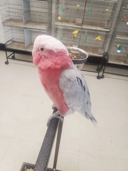Exotic Birds Shop 1