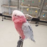 Exotic Birds Shop ico