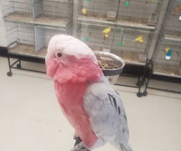 Exotic Birds Shop