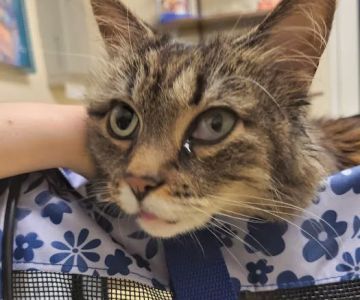 Companion Animal Health & Rehabilitation Center
