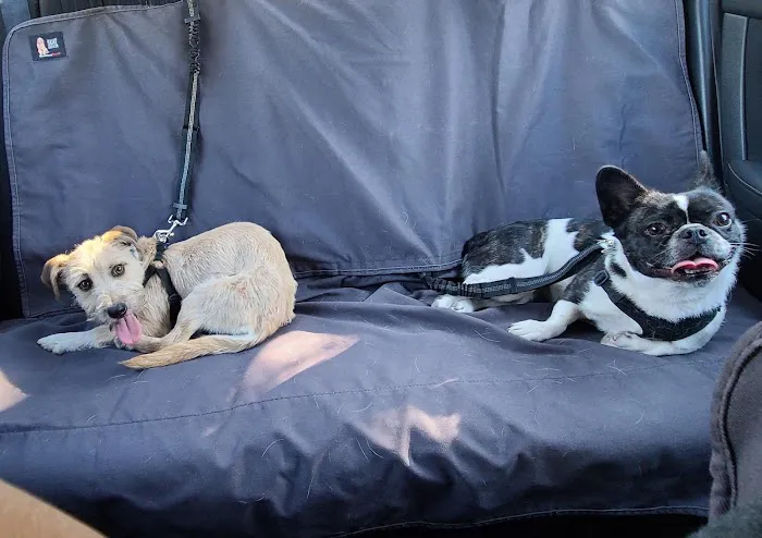Companion Animal Health & Rehabilitation Center 9