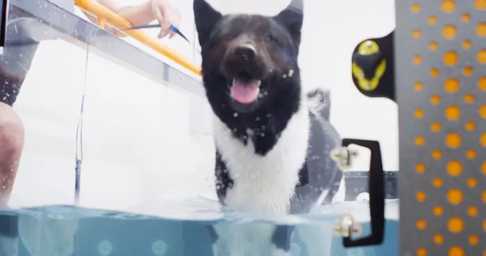 Companion Animal Health & Rehabilitation Center 5