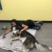 Banfield Pet Hospital ico