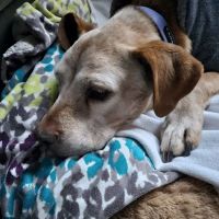 Parkway Pet Clinic: Henderson William J DVM ico