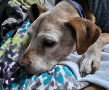 Parkway Pet Clinic: Henderson William J DVM