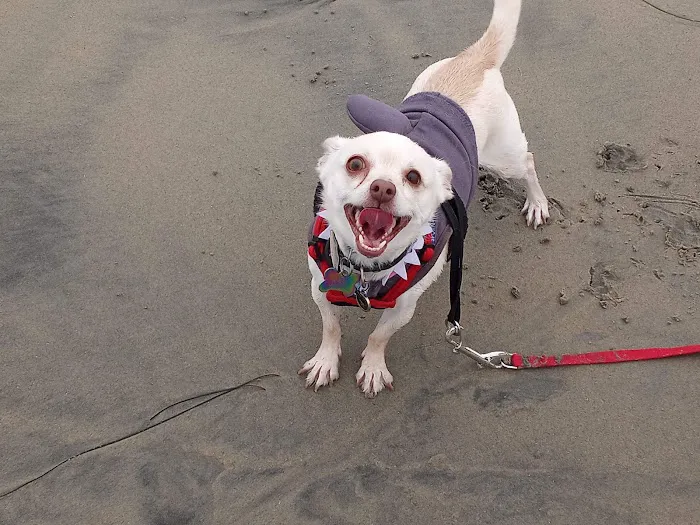 San Diego Affordable Spay and Neuter Clinic 5