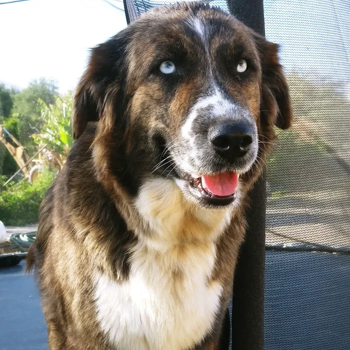 San Diego Affordable Spay and Neuter Clinic 4
